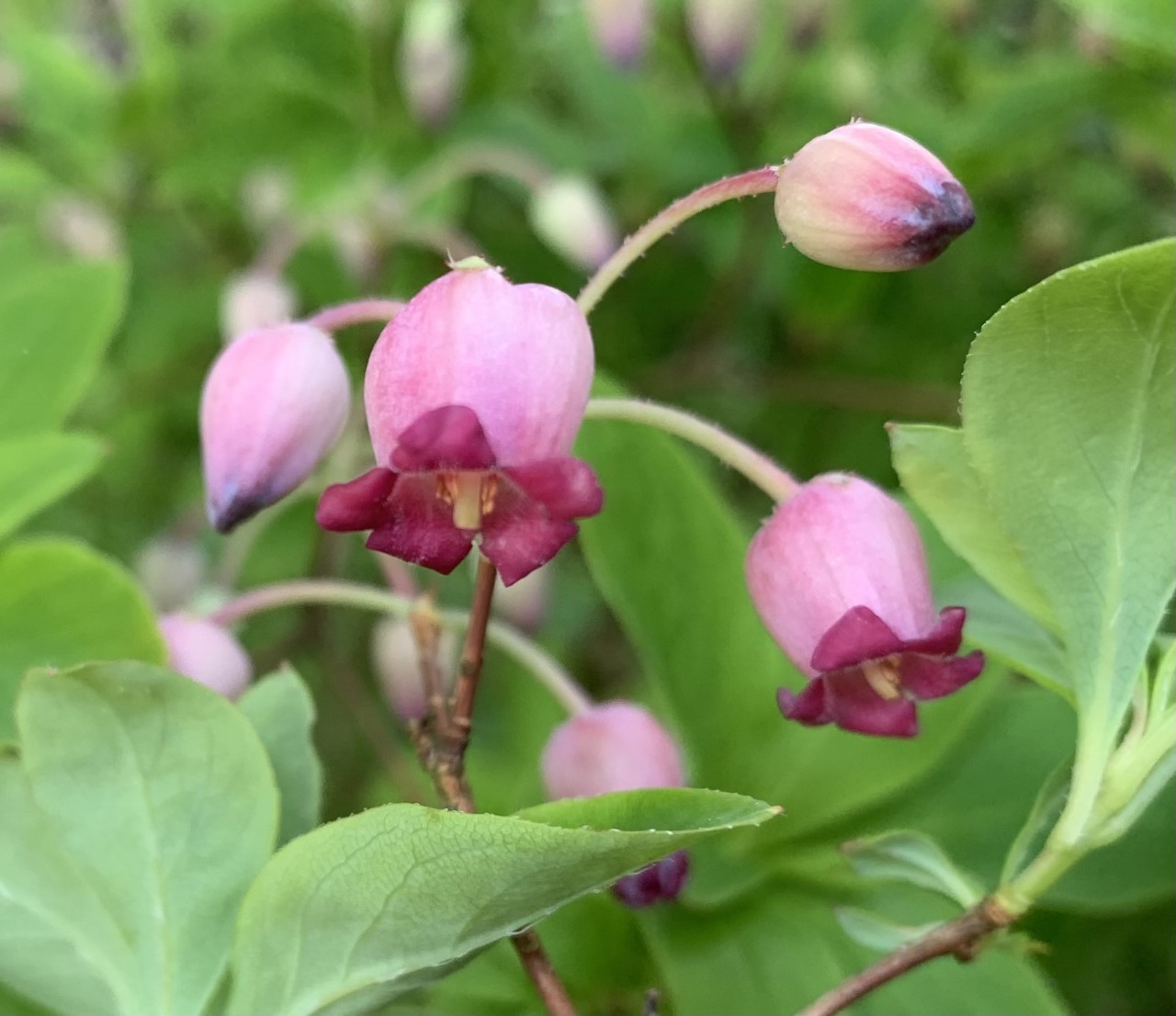 R. multiflorum var. purpureum (formerly Menziesia)